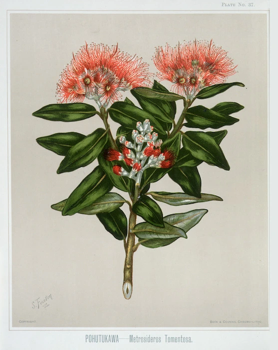 Featon, Sarah Anne, 1848-1927 :Pohutukawa. Metrosideros tomentosa. Bock and Cousins Chromo-Litho. [Wellington, 1889]