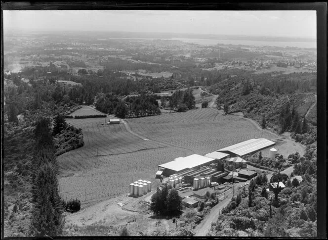 Unidentified Auckland vineyard