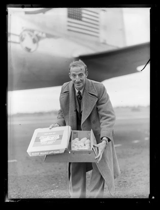 Mr Higgins with baby chicks, PAWA (Pan Am World Airways)