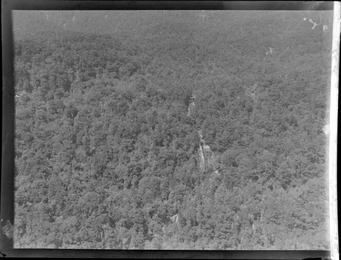 Haast Forest, South Westland