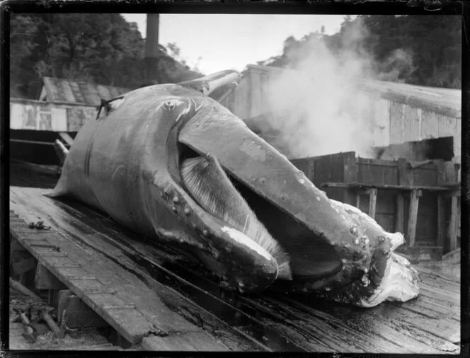 Whale lying on the wharf at the whaling station, Whangamumu, Northland