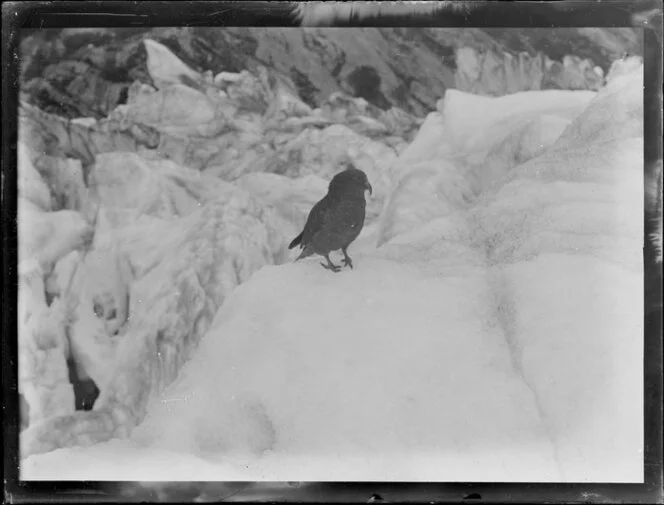 Kea, Southland