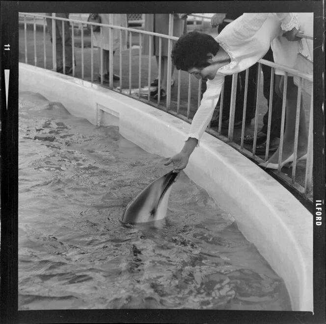 Dolphins in Marineland, Napier