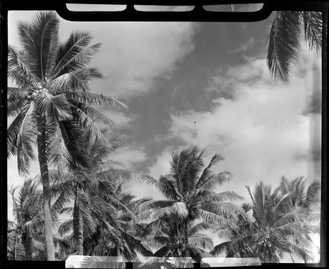 Looking up at the crowns of coconut palms, Saweni Beach, Fiji