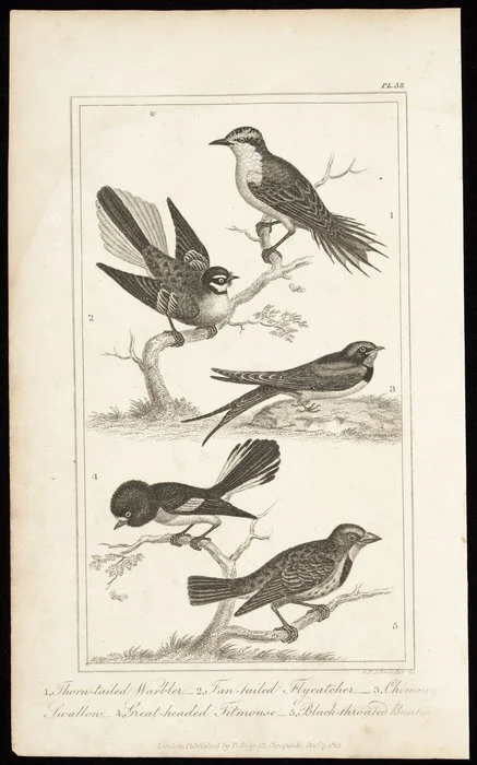 Schroeder, G F, fl 1821 :1. Thorn-tailed warbler; 2. Fan-tailed flycatcher; 3. Chimney Swallow; 4. Great-headed titmouse; 5. Black-throated bunting. Pl. 58. London, Published by T Tegg, 111 Cheapside, Decr 7, 1821