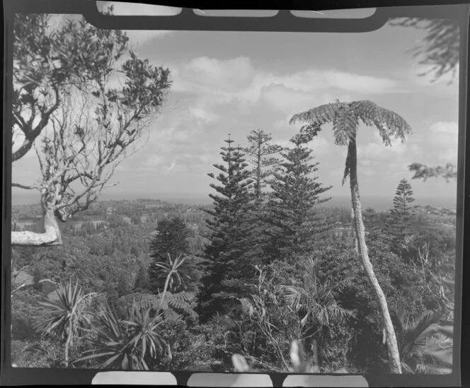 Bush and pines, Norfolk Island