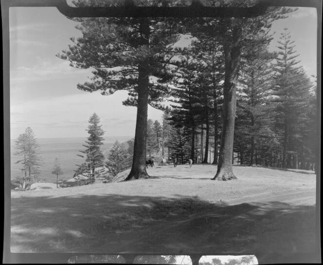 Horses grazing under Norfolk pines beside a dirt road, Norfolk Island