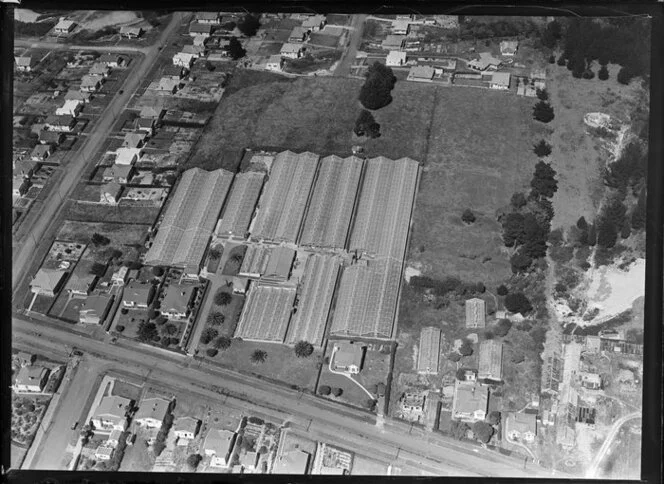 Mr Currey's glasshouses, Avondale, Auckland