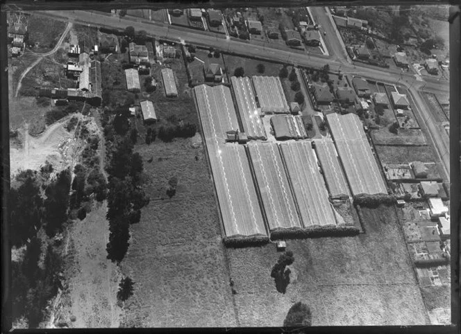 Mr Currey's glasshouses, Avondale, Auckland