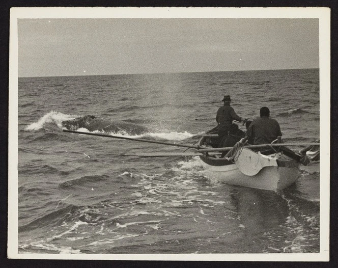 Boat with Captain Herbert Cook and three unidentified men in pursuit of whale