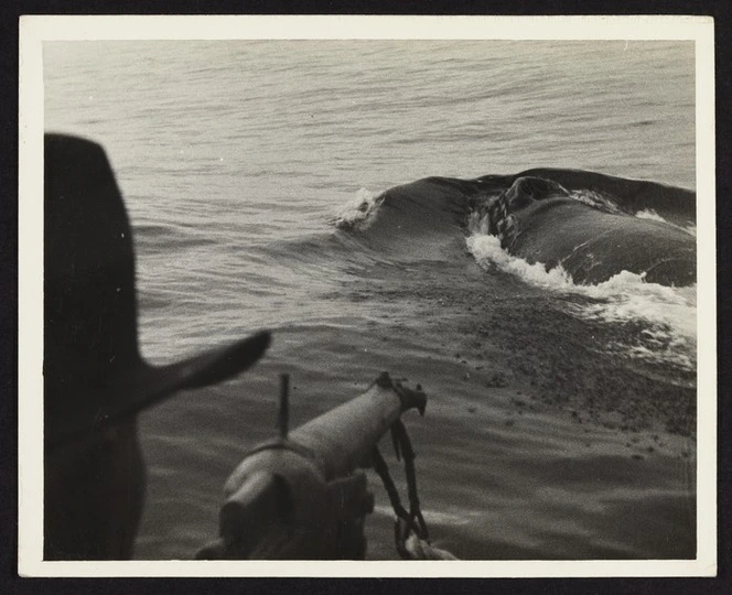 Close up of Captain Herbert Cook about to harpoon whale with harpoon gun