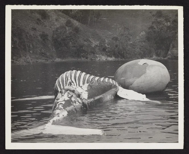 Whale carcass in Whangamumu harbour