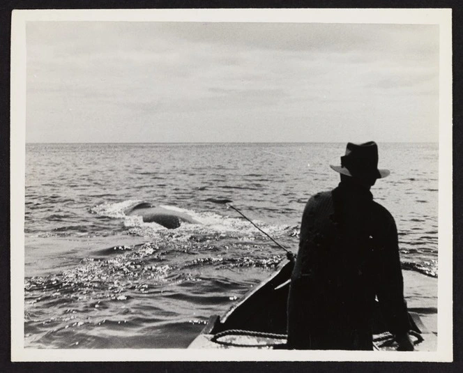 Captain Herbert Cook in foreground standing in boat in pursuit of whale