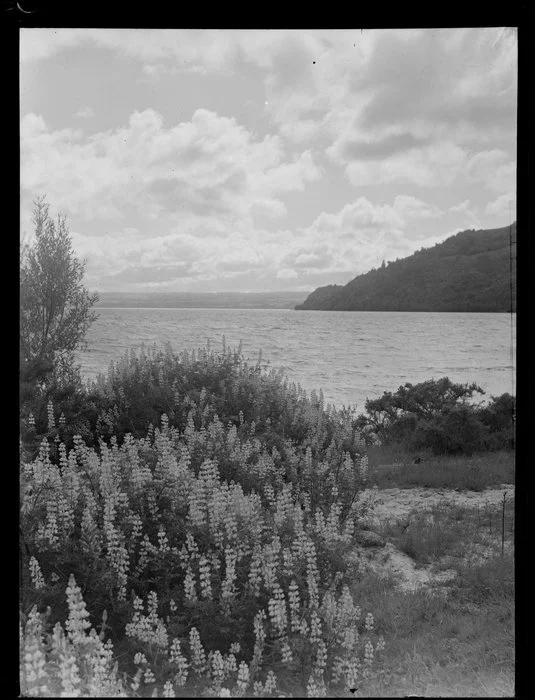Lake scenery, Lake Rotorua