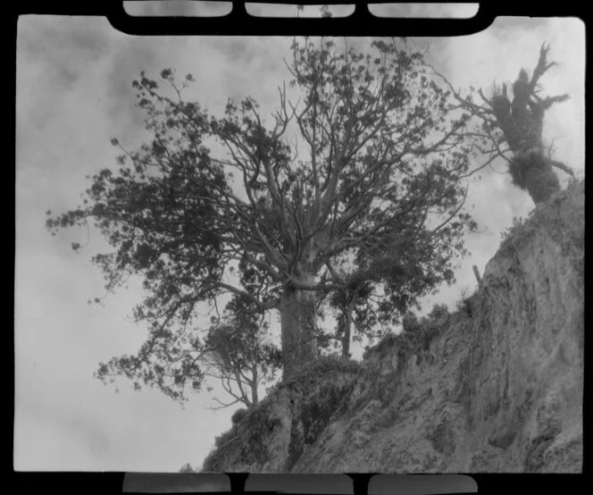 Packwood Kauri tree, Brynderwyn Hills, Waipu