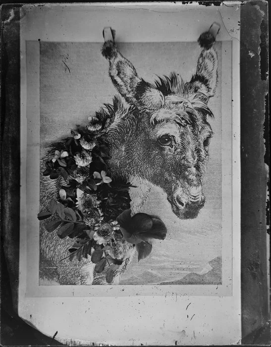 Engraving of a donkey by an unidentified artist from an unidentified book, which has been collaged with [fabric?] flowers