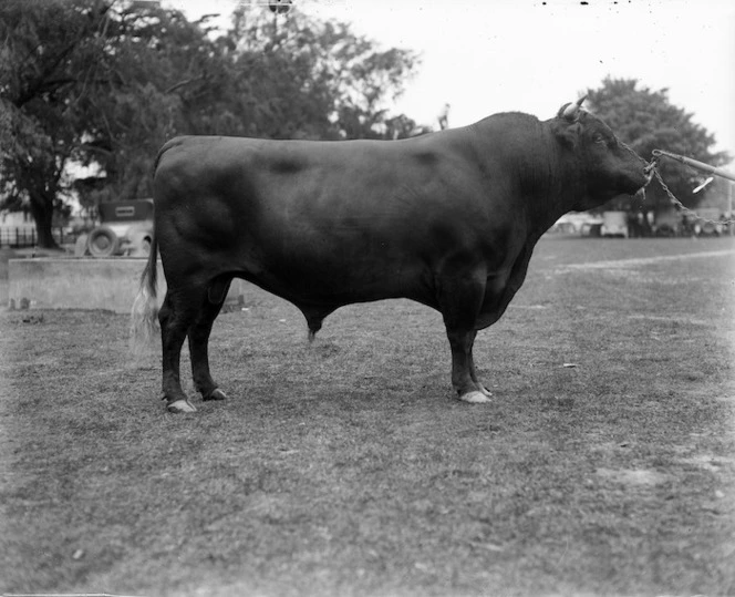 Champion bull