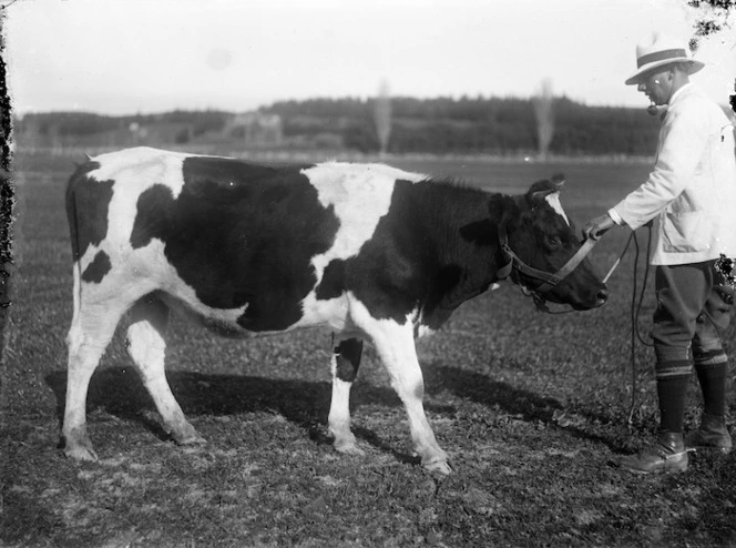 A young bull at the Maori Agricultural College, Hastings