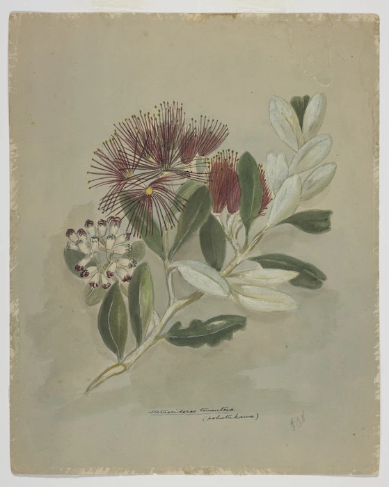 Harris, Emily Cumming, 1837?-1925 :Metrosideros tomentosa (pohutukawa). [1890s?]