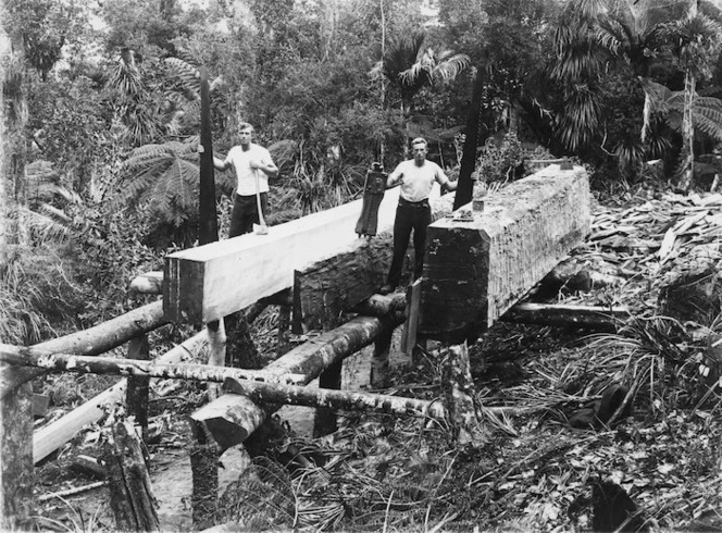 Pit sawing kauri logs, Northland region