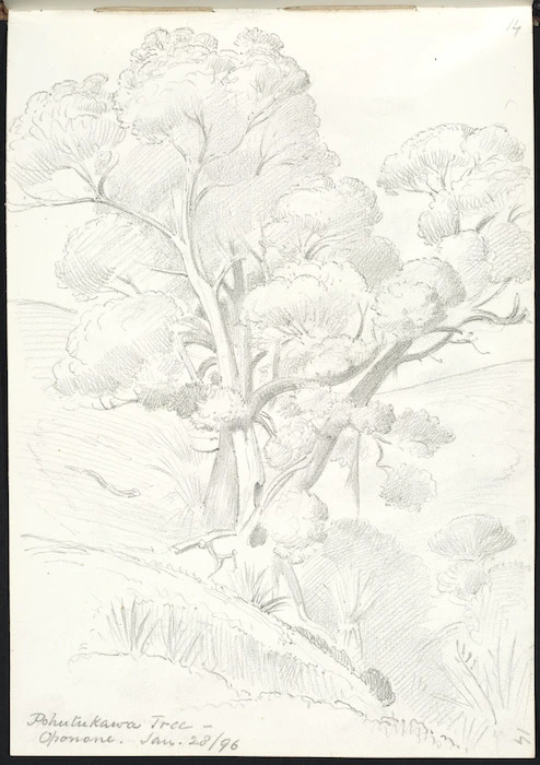 Walsh, Philip, 1843?-1914 :Pohutukawa tree. Oponone. Jan 28/[18]96.