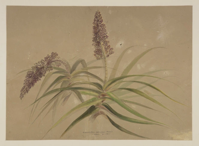 Harris, Emily Cumming, 1837?-1925 :Dracophyllum latifolium (Neinei). Mokau - Jan. 1890.