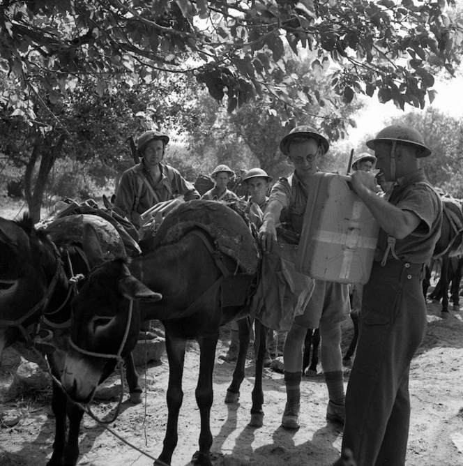 New Zealand soldier loading a water can on to a mule, Tunisia, North Africa