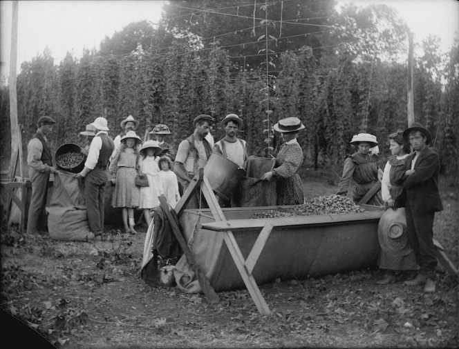 Hop picking, Nelson-Marlborough Region