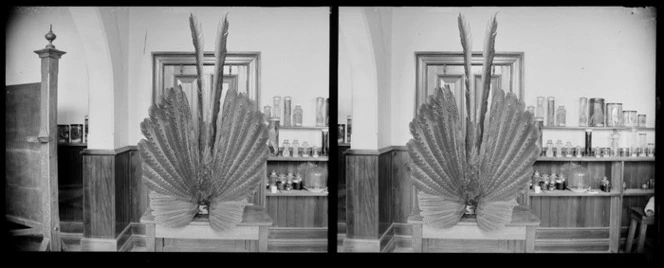 Objects at Otago Museum, including a stuffed Great Argus pheasant and shelves with specimen jars