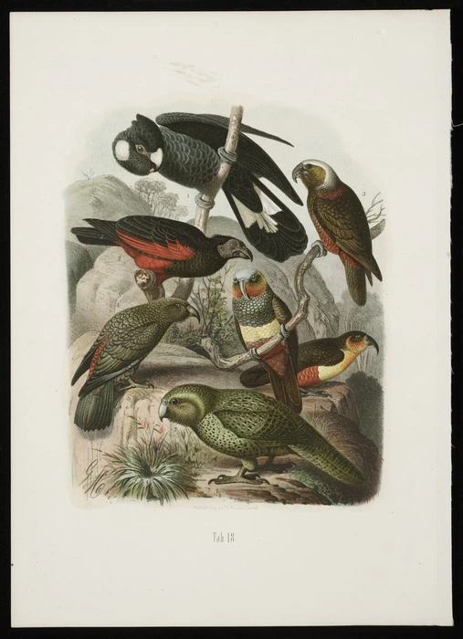 Mutzel, Gustav, 1839-1893 :[Parrots, including kea, kaka and kakapo]. Tab 18. Druck u. Verlag von Th. Fischer, Cassel. [1878-1883]