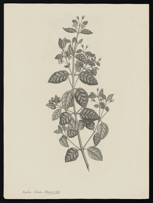 Parkinson, Sydney, 1745-1771: Myrtus bullata. Banks & Sol. [Lophomyrtus bullata (Myrtaceae) - Plate 440]