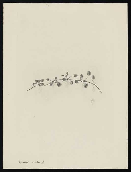 Parkinson, Sydney, 1745-1771: Hydrocotyle asiatica. L. [Centella uniflora (Hydrocotylaceae) - Plate 455]