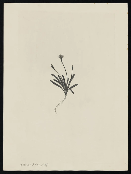 Parkinson, Sydney, 1745-1771: Micros-eris Fosteri. Hook. f. [Microseris scapigera (Compositae) - Plate 494]