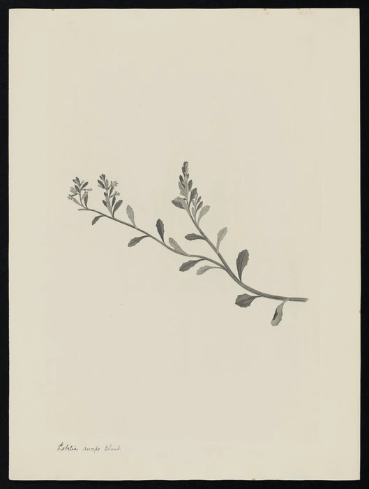 Parkinson, Sydney, 1745-1771: Lobelia anceps. Thunl. [Lobelia alata (Campanulaceae) - Plate 497]