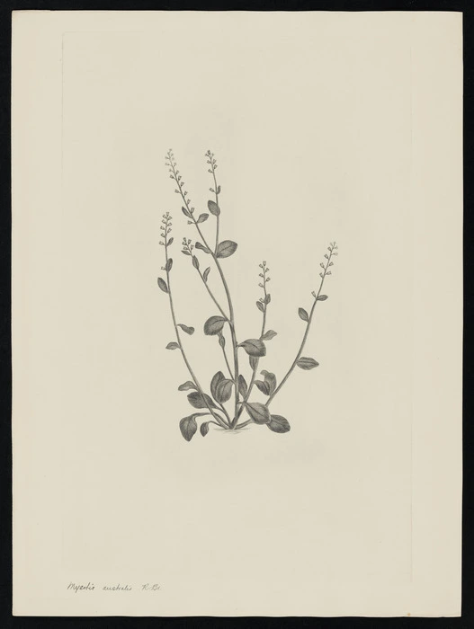 Parkinson, Sydney, 1745-1771: Mysotis australis. R. Br. [Myosotis forsteri (Boraginaceae) - Plate 511]