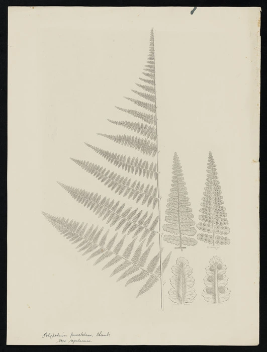 Parkinson, Sydney, 1745-1771: Polypodium punctatum, var regulasum. Thumb. [Hypolepis lactea (Dennstaedtiaceae) - Plate 566]