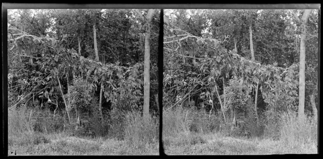 [Banana Passionfruit vine?] Motohou Station, Brunswick, Whanganui Region