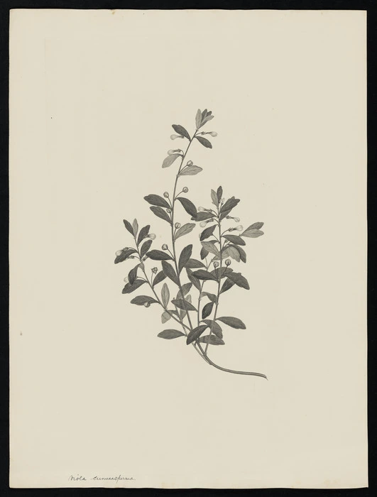 Parkinson, Sydney, 1745-1771: Viola cunneasperma [Hybanthus enneaspermus (Violaceae) - Plate 9]