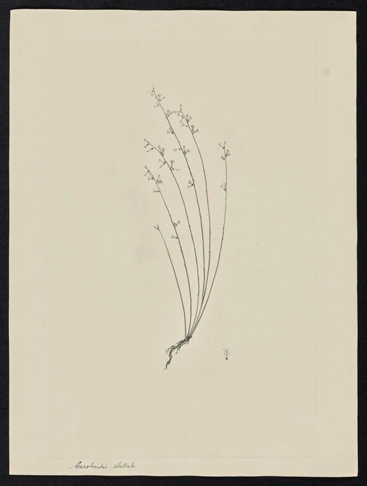 Parkinson, Sydney, 1745-1771: Sarotroides stellata [Stackhousia viminea (Stackhousiaceae) - Plate 41]