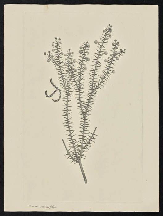 Parkinson, Sydney, 1745-1771: Mimosa, ericasfolia [Acacia ulicifolia (Leguminosae) - Plate 86]