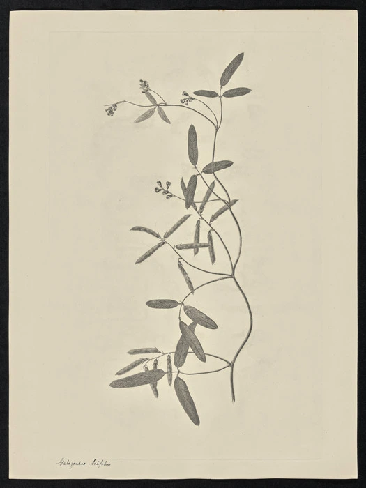 Parkinson, Sydney, 1745-1771: Galegoides trifolie [Glycine tabacina (Leguminosae) - Plate 70]