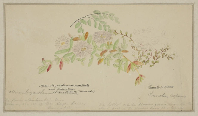 Harris, Emily Cumming, 1837-1925: Mesembryanthemum australe and Adantium (Sugar Loaves, Taranaki). Samolus repens. [ca 1860]