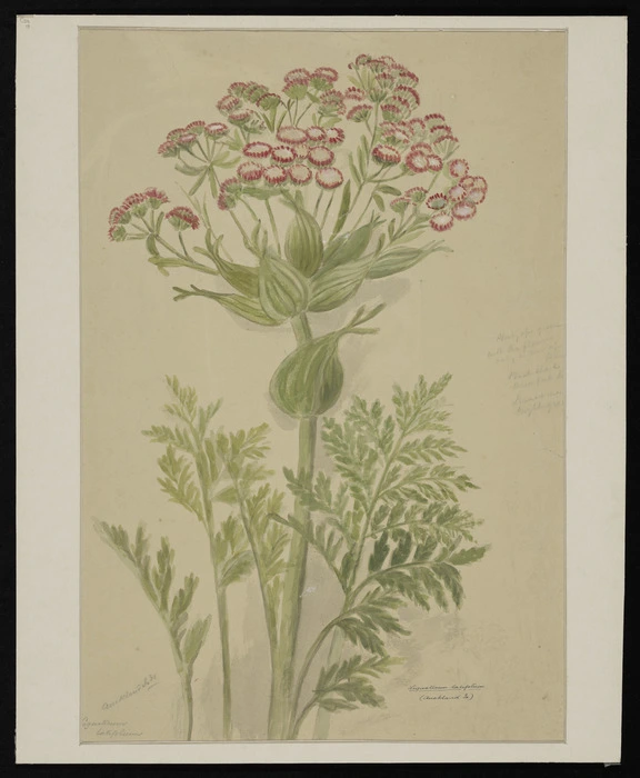 Harris, Emily Cumming, 1837?-1925 :Ligusticum latifolium (Auckland Is). [1880s or 1890s]