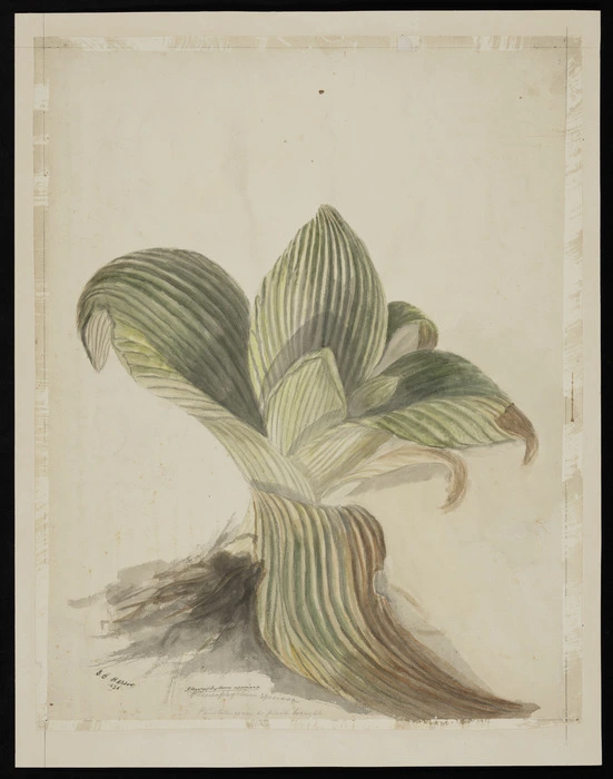 Harris, Emily Cumming, 1837?-1925 :Pleurophyllum speciosa. Painted from a plant brought [by Mr E. Lukins, from Adams Island, Auckland Islands]. E. C. Harris, 1896.