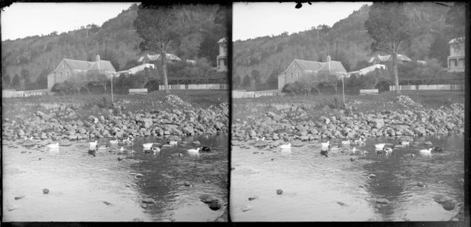 Ducks on pond with [Duncan's?] flour mill in background, Leith, Waikouaiti, Dunedin, Otago Region