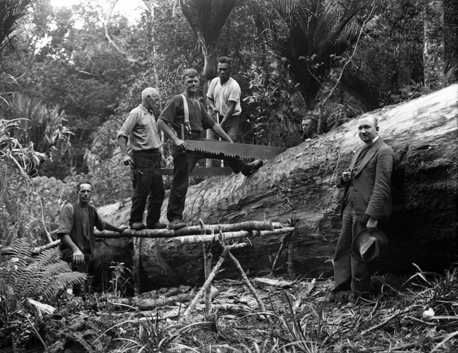 Men sawing a log felled for extensions to a church at Kaitaia