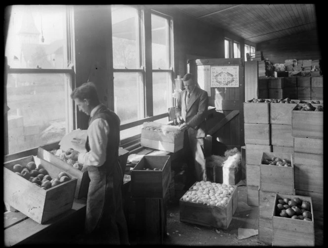 Fruit Industry; two men packing apples into crates