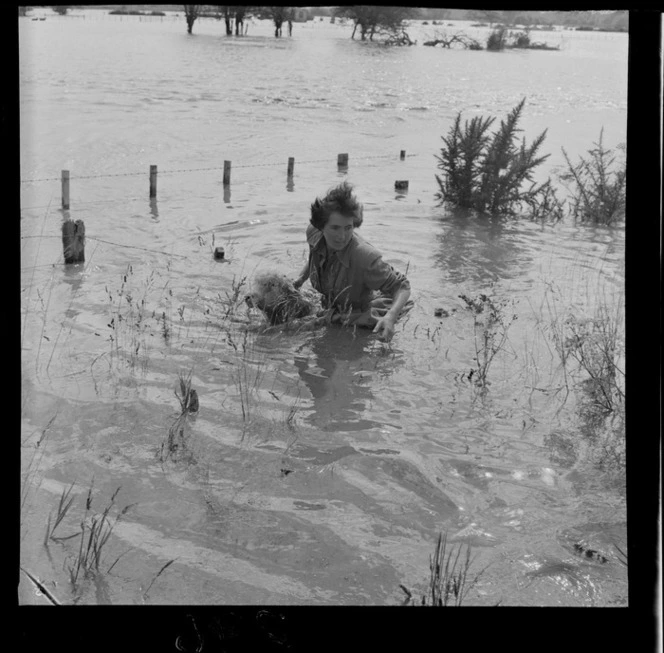 Unidentified woman, submerged to her waist, assisting a sheep through floodwaters, Hutt Valley