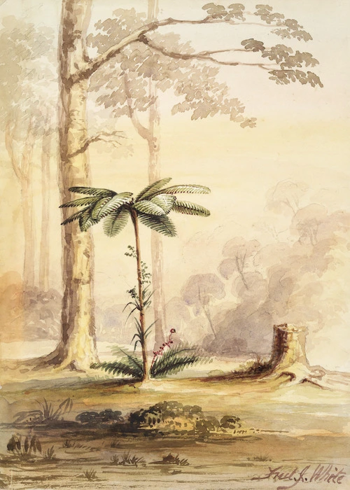 White, Frederick John, fl. 1837-1848 :[Black tree-fern or mamaku, Hutt Valley? 1848 or 1849]