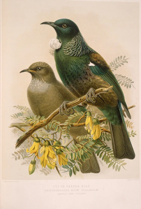 Keulemans, John Gerrard 1842-1912 :Tui or Parson bird - prosthemadera novae-zealandiae (adult and young). / J. G. Keulemans delt. & lith. [Plate X. 1888].